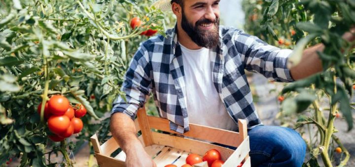 Male farmer picking fresh tomatoes from his hothouse garden