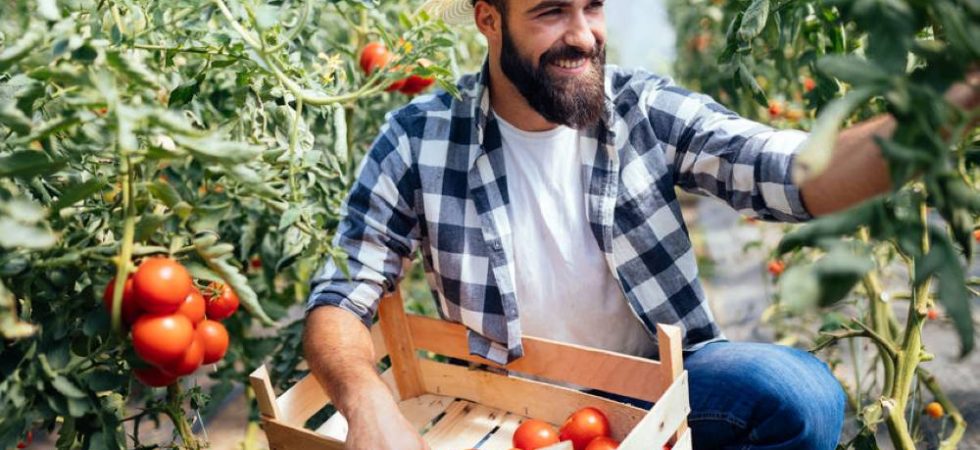 Male farmer picking fresh tomatoes from his hothouse garden