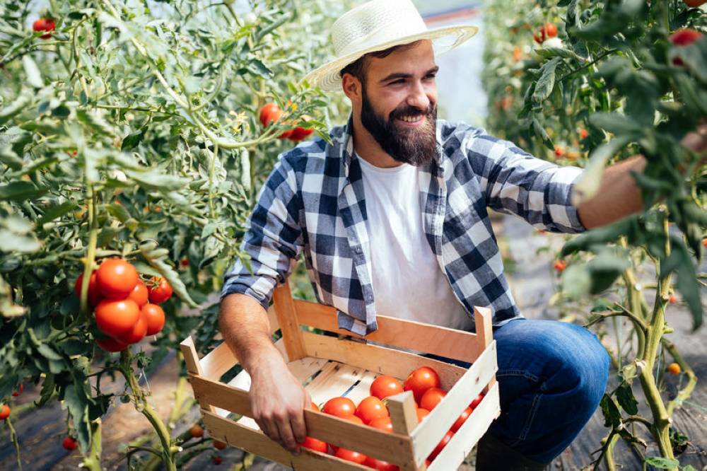 Male farmer picking fresh tomatoes from his hothouse garden